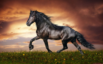 Cool Horse Background Wallpaper