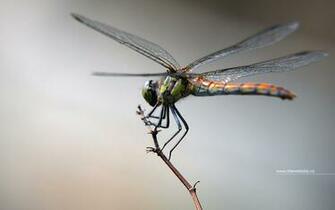 Macro On A Dragon Fly Desktop Pc And Mac Wallpaper