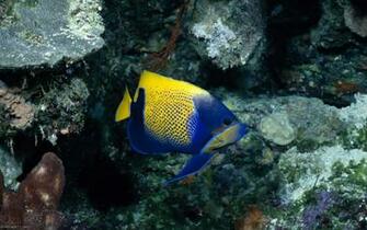 Blue Fish Pixels Wallpaper Tagged Ocean