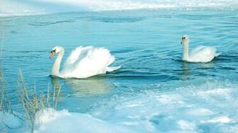 At Winter Lake Swan Wallpaper Computer