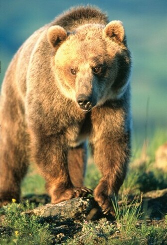 Pictures Of Exotic Animals All Wallpaper New