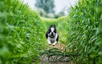 HD Honden Achtergronden Rennende Boston Terrier Wallpaper