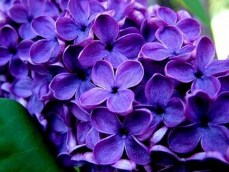 All Photos Gallery Purple Flower Pictures Of Flowers