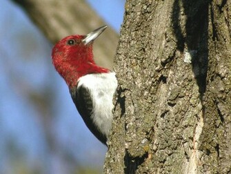Woodpecker Red Headed Wallpaper Background