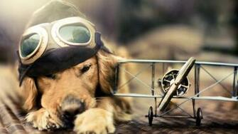 Modern Adorable Dog The Wallpaper HD