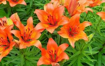 Pictures Orange Tiger Lily Wallpaper HD Car