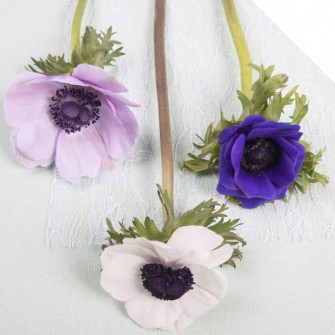 Anemone Flower Background Wallpaper