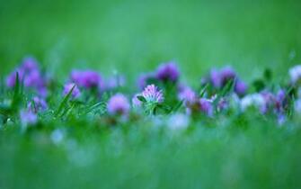 Windows Purple Flower Wallpaper HD