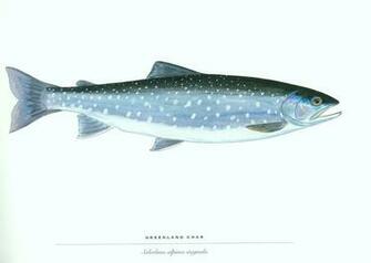 Fish Trout Wallpaper