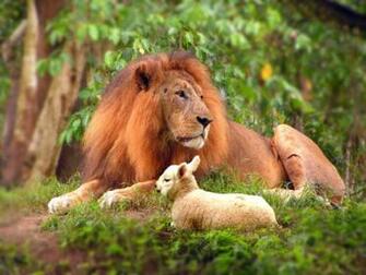 Lion And Lamb