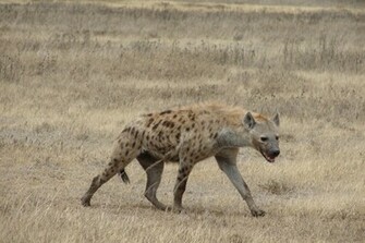 Hyena Wallpaper