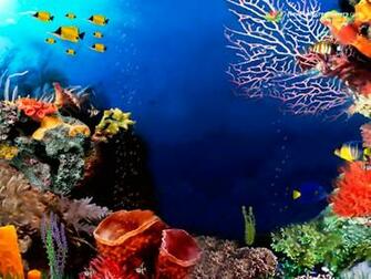 Bigcoralreef Jpg