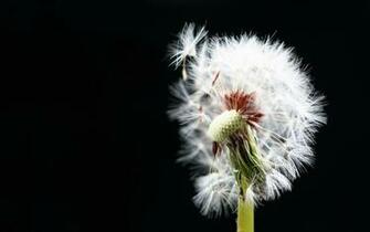 Beautiful Flowers Wallpaper For Mobile