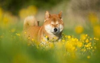 Shiba Inu Computer Wallpaper Desktop Background Id