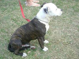 Short And Stocky Catch Dogs Pups Are Here Pics Up Now