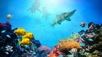 Wallpaper Underwater Fish Coral Shark Sea UHD 4k Picture