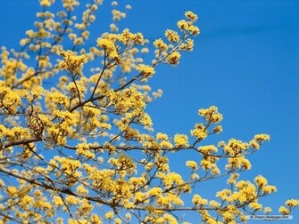 Wallpaper Flower Spring