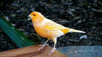Canary Branch Bird HD Widescreen Wallpaper Birds Background