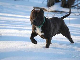 Staffordshire Bull Terrier Wallpaper HD
