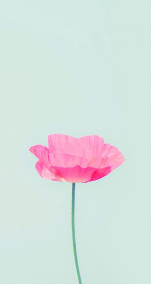 Spring Fond Ecran iPhone Papier Peint Fleurs