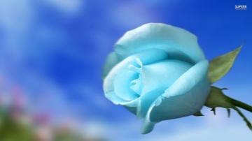 Sky Blue Wallpaper White Flower