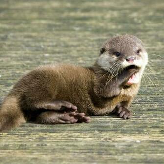Cute Baby Ott HD Wallpaper Background Image