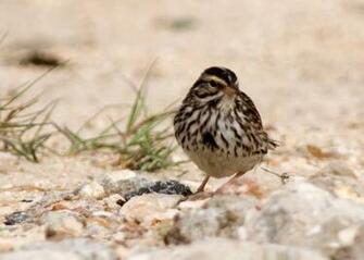 Sparrow 1080p HD Image