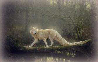 Beautiful Wolf Wallpaper
