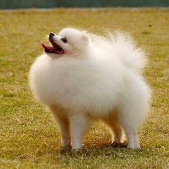 Pomeranian Dogs iPad Background Best Wallpaper