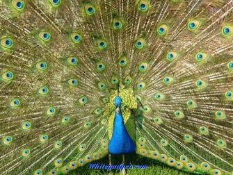 Wallpaperpress Pictures Of Exotic Birds Wallpaper Html