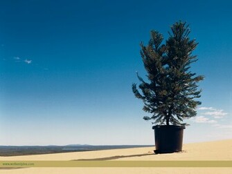 Retail Wollemipine Co Uk Desktop Wallpaper