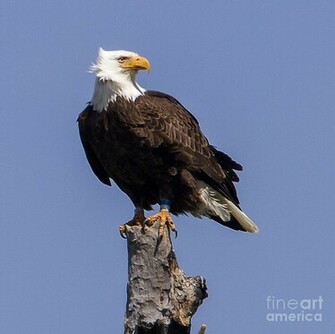 American Bald Eagle By Carolyn Fox
