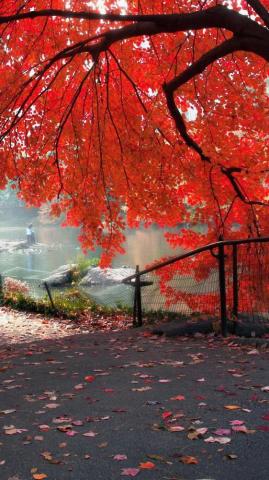 Red Autumn Tree iPhone Wallpaper HD Quality For