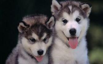 Siberian Husky Wolf HD Wallpaper In For