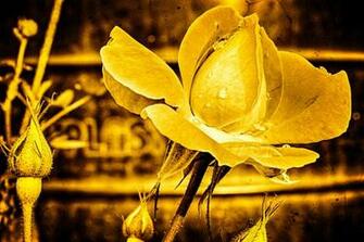 Golden Rose Wallpaper HD Desktopinhq Net