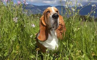 Its A Hound Dog Wallpaper