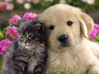 Funny Dog Pictures