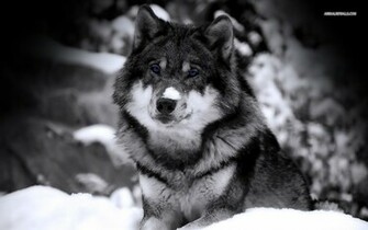 HD Wolf Pictures Wallpaper