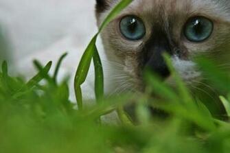 Siamese Cat Wallpaper