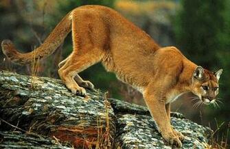 Funny Big Cats High Resolution Wallpaper