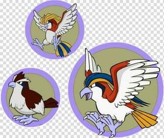 Pidgeotto Pok Mon Dex Pokemon Transparent Background Png