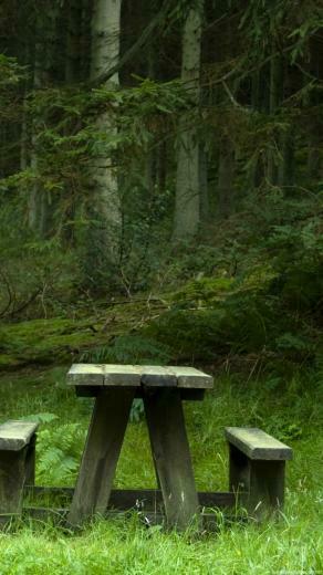 Forest Landscape iPhone Wallpaper HD Nature