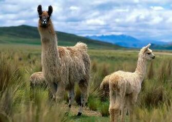 Gallery Of Llama Pictures On Animal Picture Society