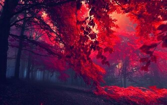 Blood Red Forest HD Wallpaper