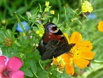 Butterfly In The Garden Wallpaper