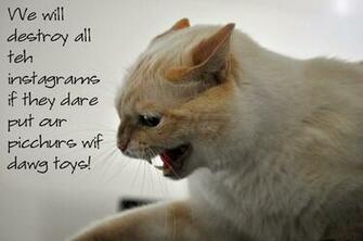 Desktop HD Wallpaper S Angry Cats