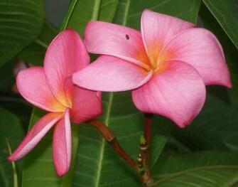 Pink Plumeria Flowers Wallpaper