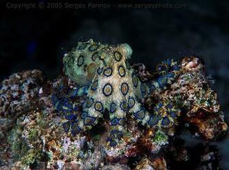 Pin Underwater 6jpg