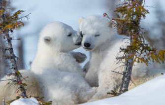 Wallpaper Kiss A Couple Cubs Polar Bears