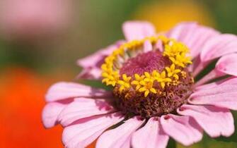 Show Pink Petals And Yellow Stamen Incredible Look Wallpaper